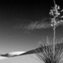 Yucca in the morning - White Sands Natl Monument - NM