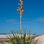 USA _ New Mexico - White Sands National Monument - Yucca<br />