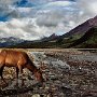 USA _ Alaska - Denali National Park