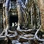 Trees growing over temple ruin Angkor Wat Cambodia