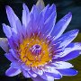 Blue water lily