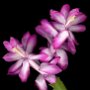 Christmas cactus in bloom