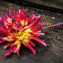 Dahlia on wood