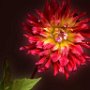 Dazzling Dahlia