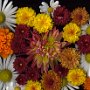 Fall flower medley