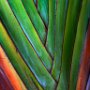 Fan Palm with false colors