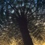 Fern Palm tree, Australia