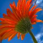 Gerber daisy with blue sky