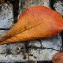        Leaves on cobble stones - San Juan PR                        