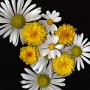 Marigolds and daisies