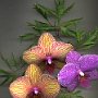 Three orchids