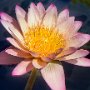 Pink Water lily