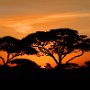 Sunrise over Acacia trees - Tanzania