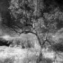 Meadow in Hoyt Farm, Infrared - Commack, NY