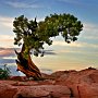 Bristle cone Pine - Utah