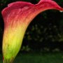 Calla Lily with dew