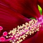 winter hardy hibiscus close up